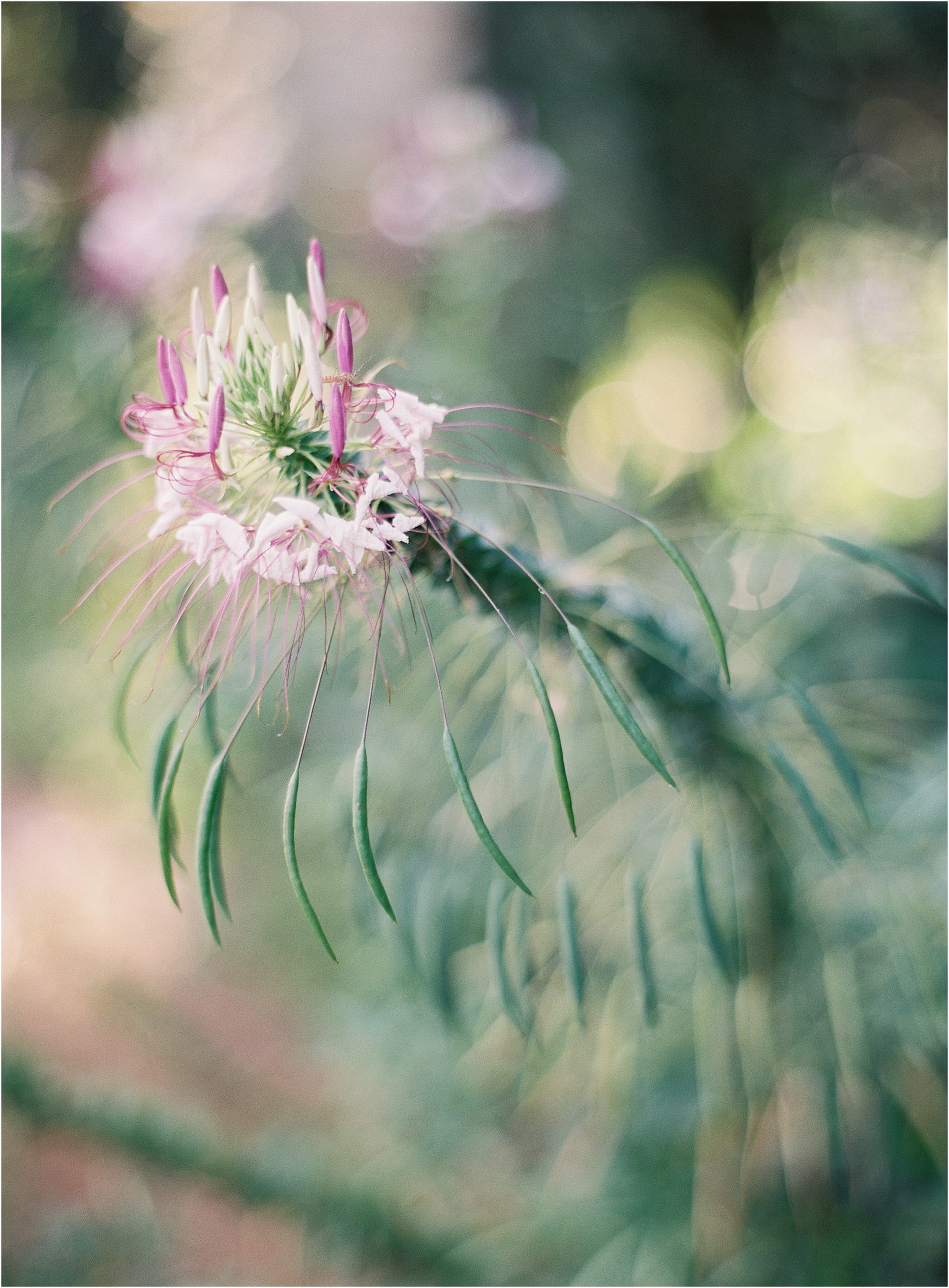 Michael and Carina Photography - Virginia Wedding Photographer_0006.jpg Michael and Carina Photography - Virginia Wedding Photographer_0006.jpg