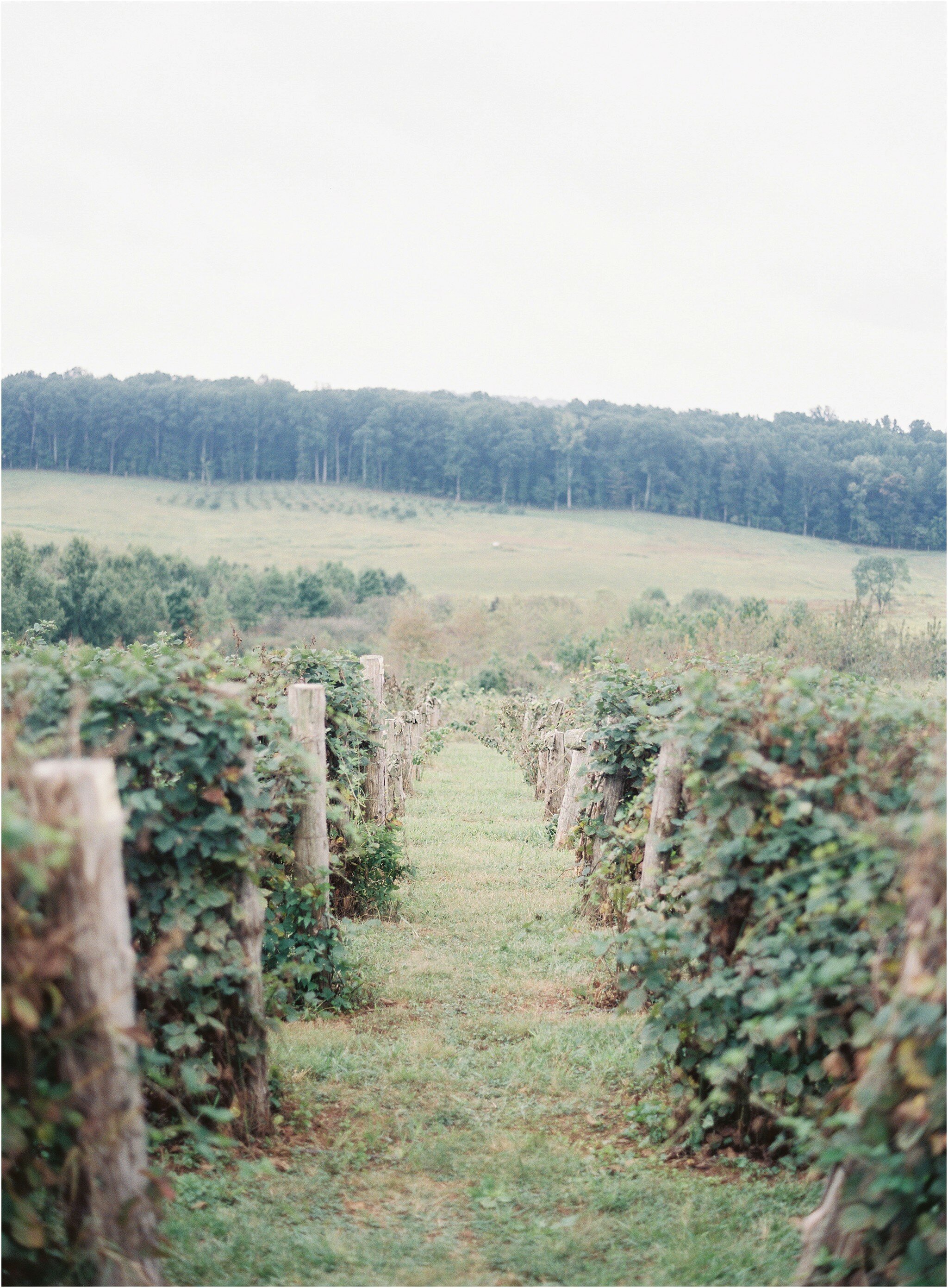 Michael and Carina Photography - Virginia Wedding Photographer_0069.jpg