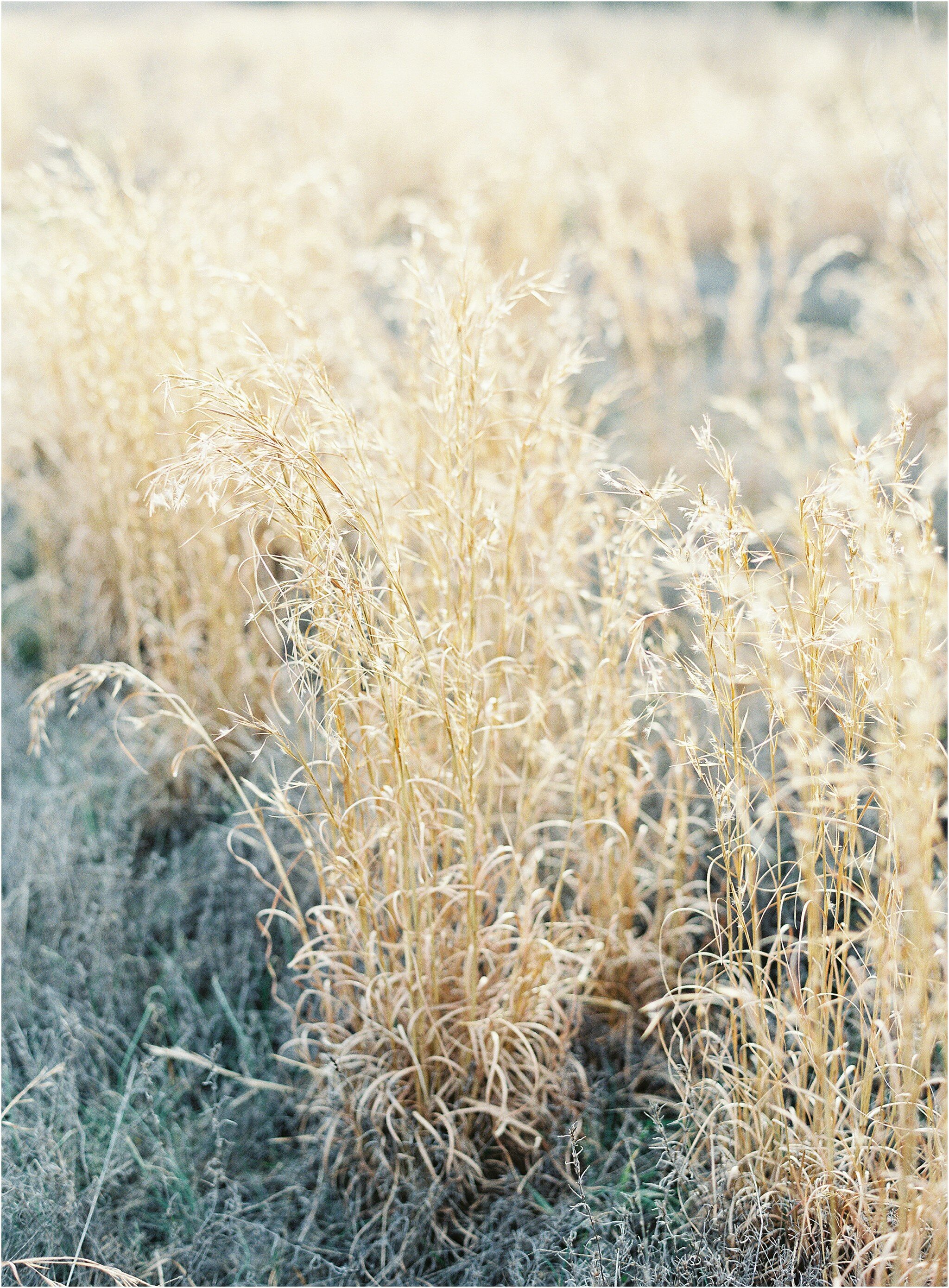 Michael and Carina Photography - Film Wedding Photographer_0282.jpg